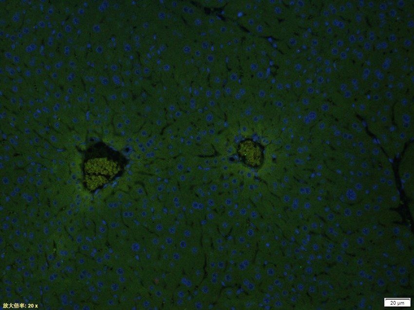 HSPA12A Rabbit Polyclonal Antibody (FITC)
