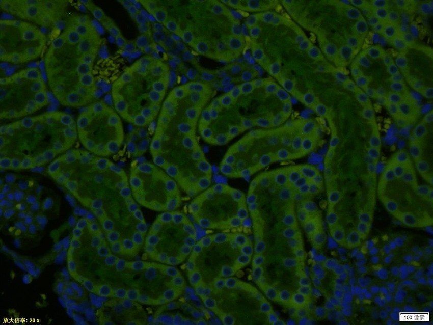 HSPA12A Rabbit Polyclonal Antibody (FITC)