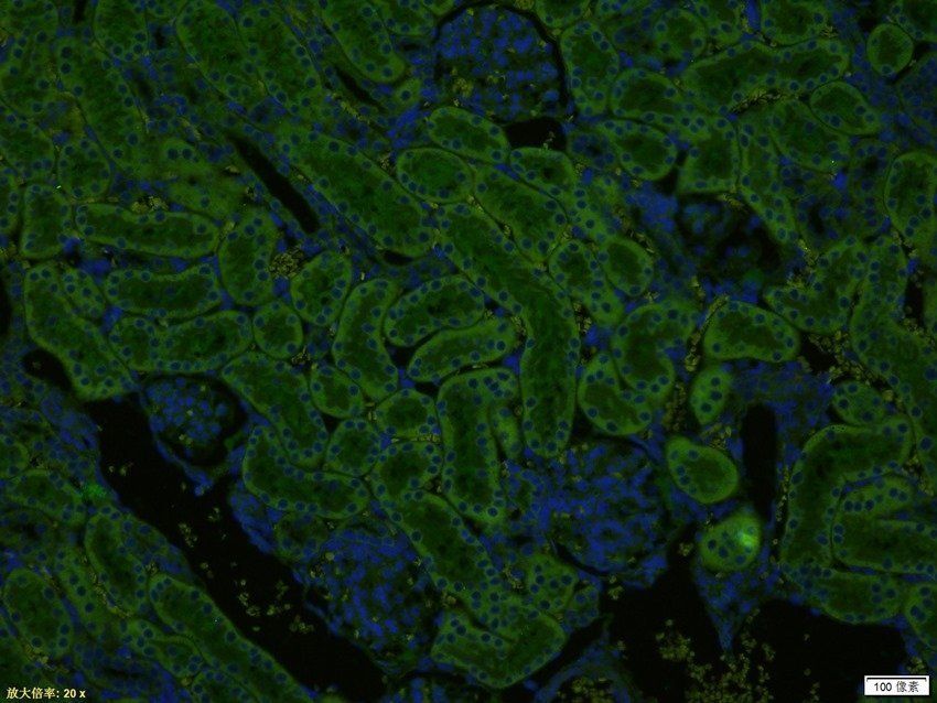 HSPA12A Rabbit Polyclonal Antibody (FITC)