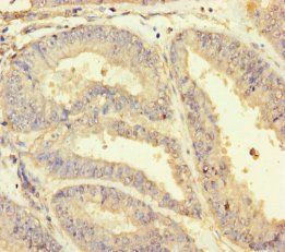 HSPA12B Antibody