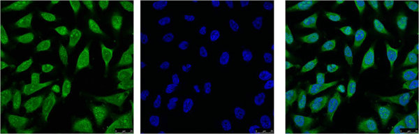 HSPA1L Antibody
