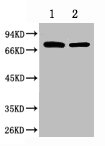 HSPA1L Antibody