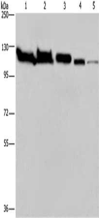 HSPA4 antibody