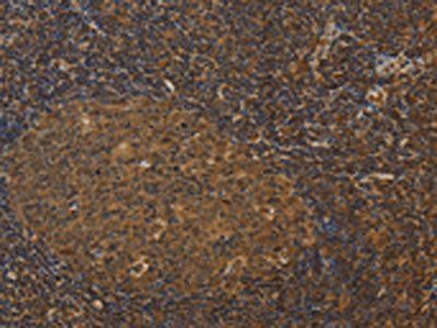 HSPA4 Antibody