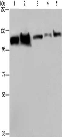 HSPA4 antibody