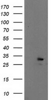HSPA6 Antibody