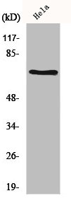 HSPA8 Antibody