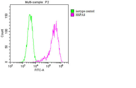 HSPA8 Monoclonal Antibody
