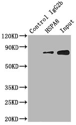 HSPA8 Monoclonal Antibody
