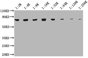 HSPA8 Monoclonal Antibody