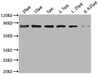 HSPA8 Monoclonal Antibody