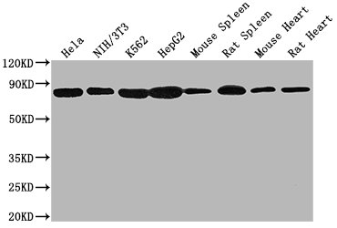 HSPA8 antibody