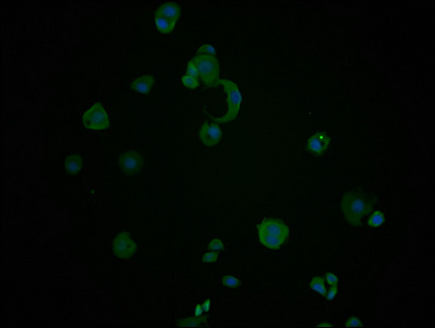 HSPA8 Monoclonal Antibody