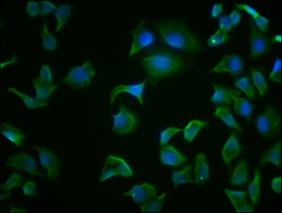 HSPA8 Monoclonal Antibody