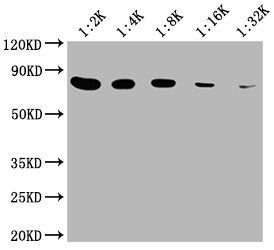 HSPA8 Monoclonal Antibody