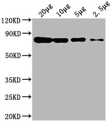 HSPA8 antibody