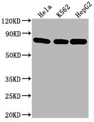 HSPA8 Monoclonal Antibody