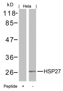 HSPB1 (Ab-15) Antibody