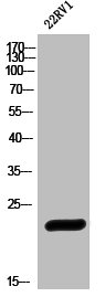 HSPB1 Antibody