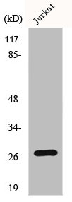 HSPB1 Antibody