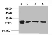 HSPB1 Antibody