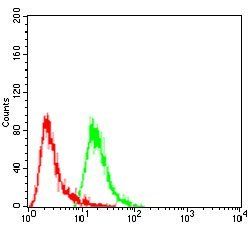 HSPB2 Antibody