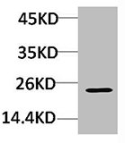 HSPB8 Antibody