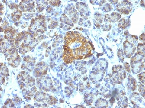 HSPD1 Antibody