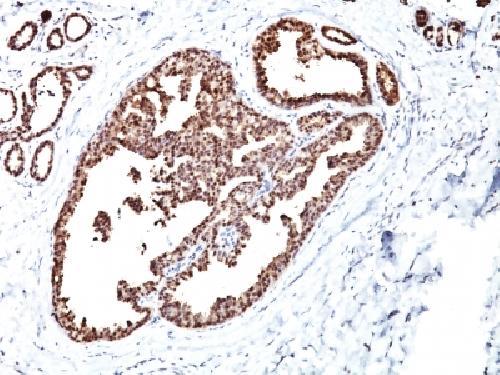 HSPD1 Antibody