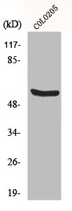HSPD1 Antibody