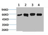 HSPD1 Antibody