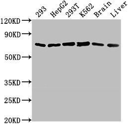 HSPD1 Antibody