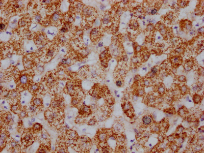 HSPD1 Recombinant Monoclonal Antibody