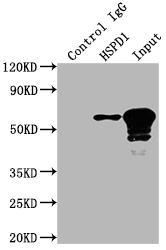HSPD1 Recombinant Monoclonal Antibody