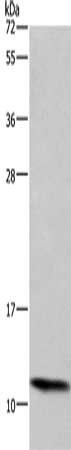 HSPE1 Antibody