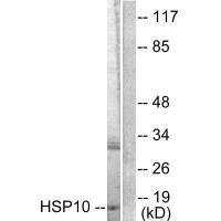 HSPE1 Antibody