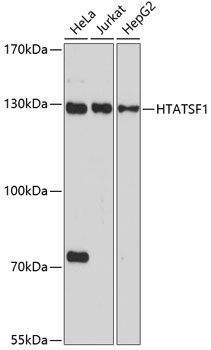 HTATSF1 antibody