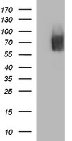 HTF9C Antibody