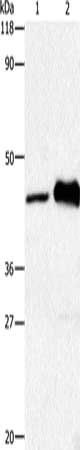 HTR1A antibody