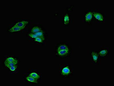 HTR1A Antibody