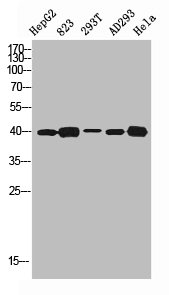 HTR1D antibody