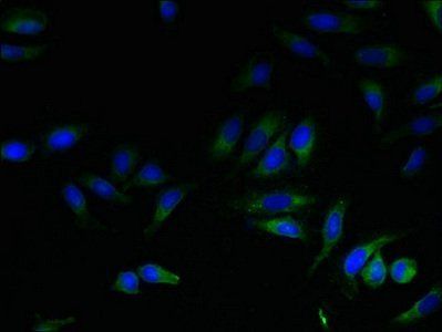 HTR1E Antibody
