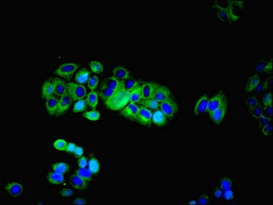 HTR1E antibody