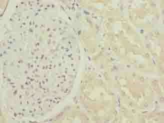HTR1E Antibody