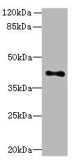 HTR1E antibody