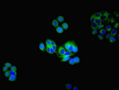 HTR2A Antibody