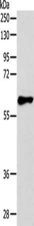 HTR3A Antibody