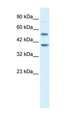 HTR3B antibody