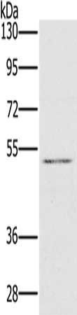 HTR3C antibody