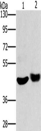 HTR3C antibody
